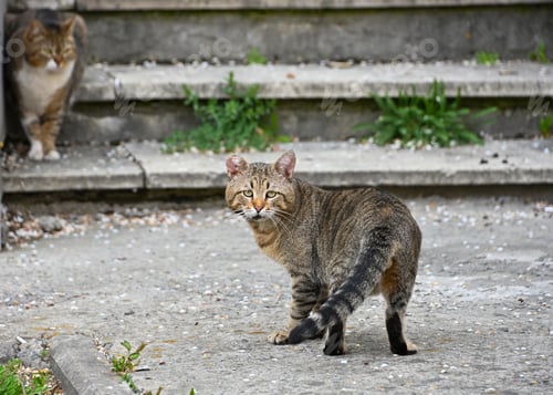 Preview: Domestic street cat looking at camera