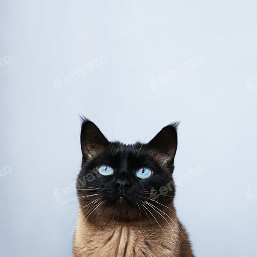 Preview: siamese cat looking up to copy space