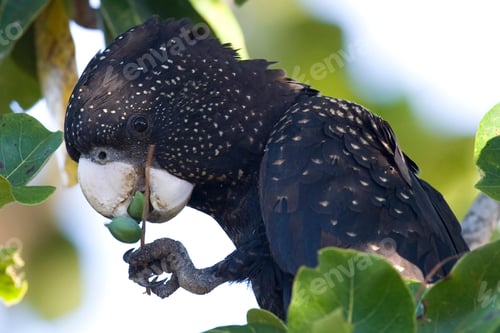 Preview: bird, cockatoo, pet, parrotsss