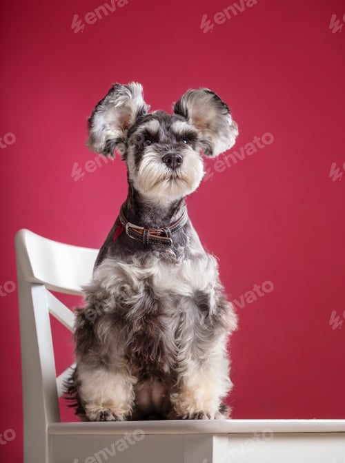 Preview: Miniature Schnauzer on a chair in the studio