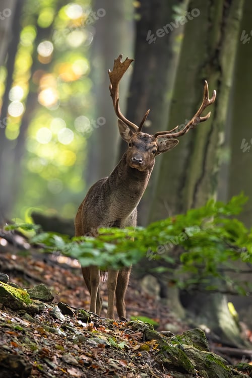 Preview: Fallow deer looking to the camera in forest in vertical shot