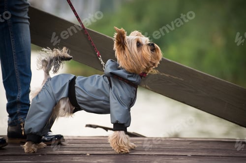 Preview: Dressed-Up Dog Walks Along Wooden Dock