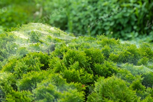 Preview: Thuja Occidentalis, western red cedar shrub with beautiful spider net in sunlight.