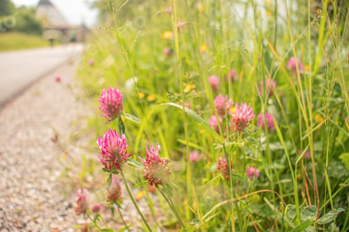 Preview: Close-up of blooming pink clover flowers