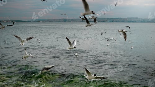 Preview: Seagulls flying above the sea water and searching for fish to eat at cloudy cold day