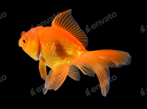 Preview: gold fish on black background