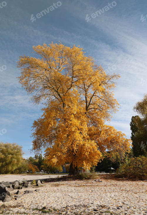 Preview: Beautiful autumn landscape with lake and multicoloral trees. Picturesque place with lake and tal