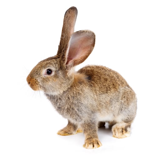 Preview: Brown rabbit on white background