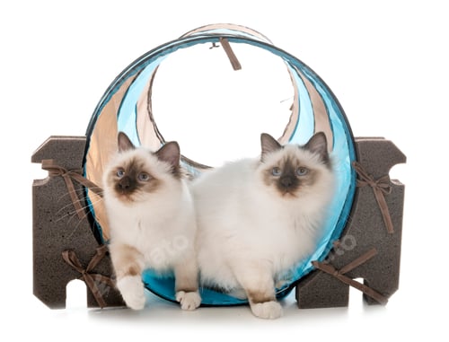 Preview: birman kitten in studio