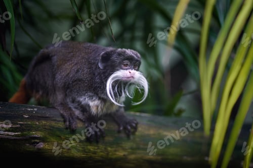 Preview: Emperor Tamarin (Saguinus imperator)