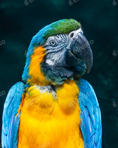 Preview: Closeup shot of a brightly colored parrot perched on a tree branch