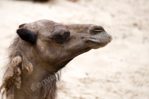 Preview: Camel a portrait
