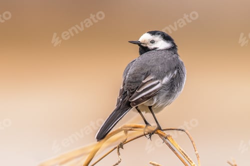 Preview: White wagtail perched on brown background