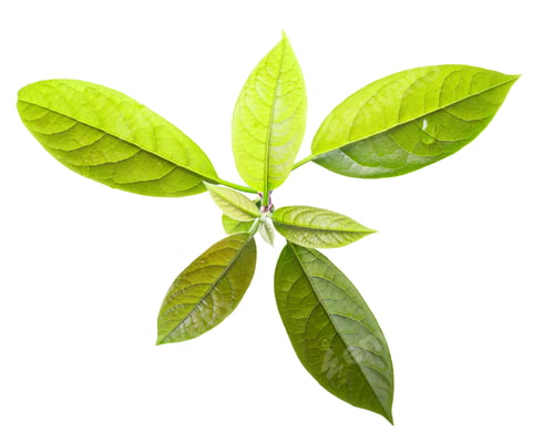 Preview: Avocado Persea americana leaves, paths