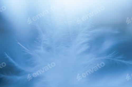 Preview: Soft focus Nature Chicken feather with blurry background, fluffy feathers wing of hen in blue pastel