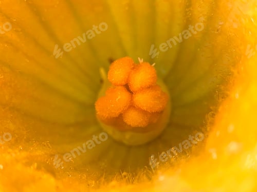 Preview: Close-up of yellow flower stamen