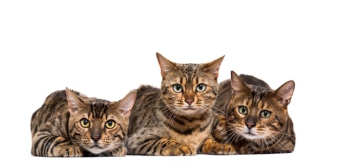 Preview: Three Bengals Cat Lying down in a raw, cut out
