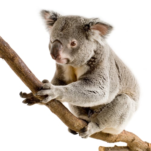 Preview: Koala