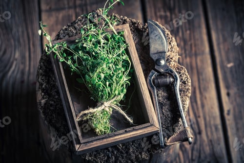 Preview: Fresh and aromatic thyme with old garden pruning scissors