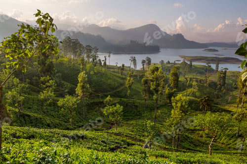 Preview: Lake on Sri Lanka