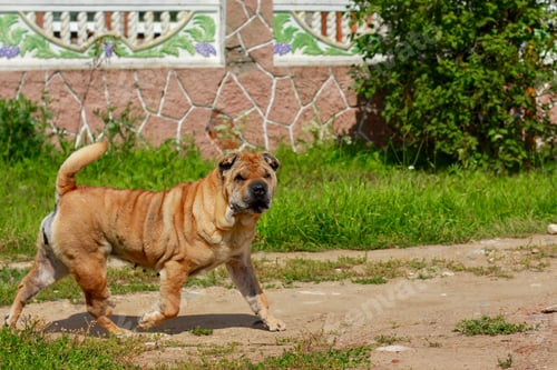 Preview: A beautiful, young, red Chinese Shar Pei dog walking on the rural road.