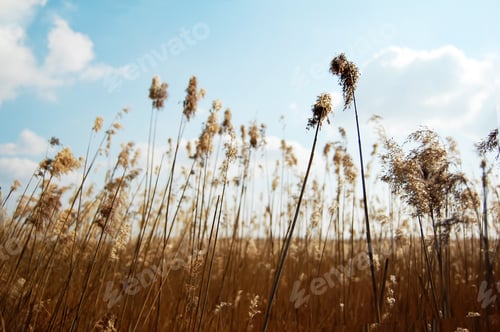 Preview: Cane and blue sky with clouds.