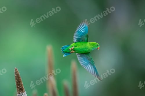 Preview: Vernal hanging parrot