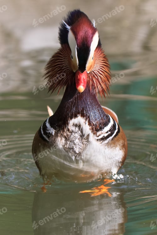 Preview: Mandarin Duck Drake (Aix Galericulata)