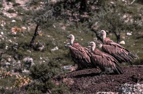 Preview: Big Vultures on a dirt-covered hilltop