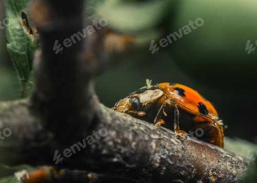Preview: Close-up shot of a vibrant ladybird on a branch