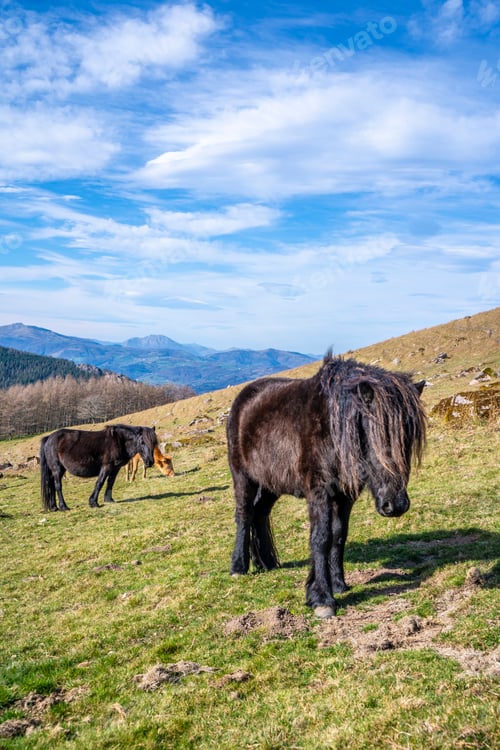 Preview: Two black horses up on top of Mount Adarra in Guipuzcoa. Basque Country