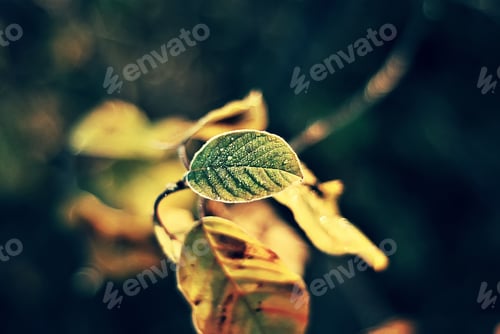 Preview: First frost on autumn yellow leaf of the tree. Macro, natural floral background.