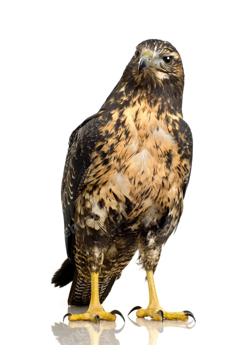 Preview: Young Black-chested Buzzard-eagle () - Geranoaetus melanoleucus