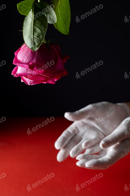 Preview: Beautiful women's hands in white mesh gloves stretch out to the red rose lowered down