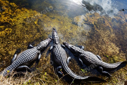 Preview: Alligator