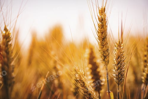 Preview: Yellow grain ready for harvest growing in a farm field