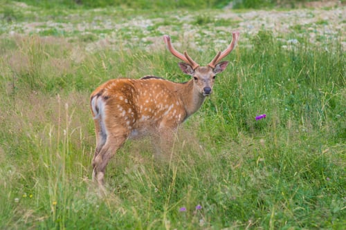 Preview: Deer on a lovely lawn