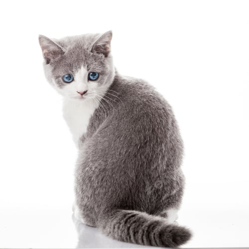 Preview: kitten on a white background. gray kitten