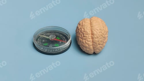 Preview: Human Brain Model Placed Next to a Compass