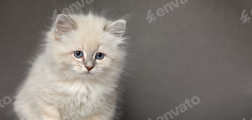 Preview: Cute White kitten with blue eyes portrait. Cat kid animal with interested, question facial face
