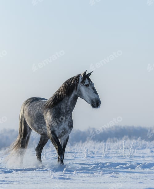 Preview: PRE Andalusian gray horse walks on freedom
