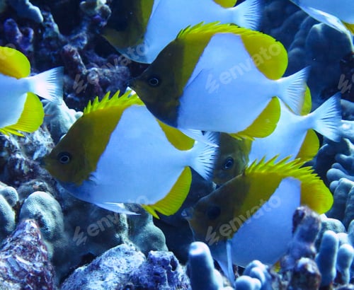 Preview: Coral reef underwater photo, shallow underwater seascape