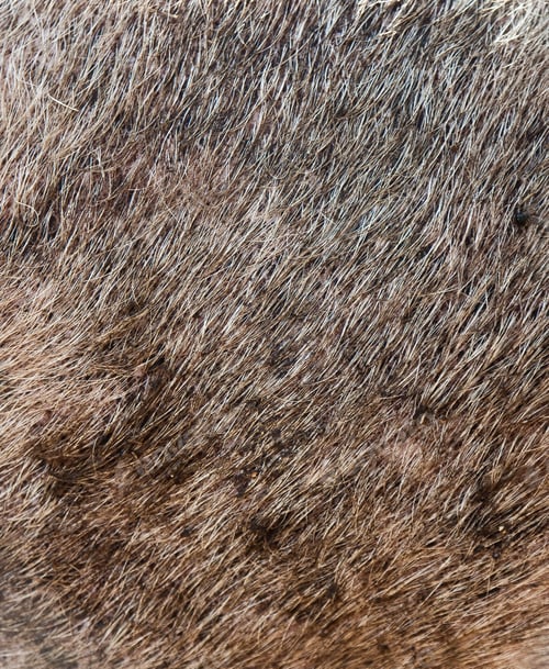 Preview: Pig hair texture