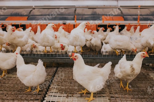 Preview: Selective focus shot of indoors chicken farm, chicken feeding