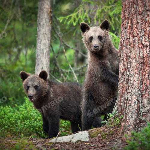 Preview: Brown bears in the forest in Finland
