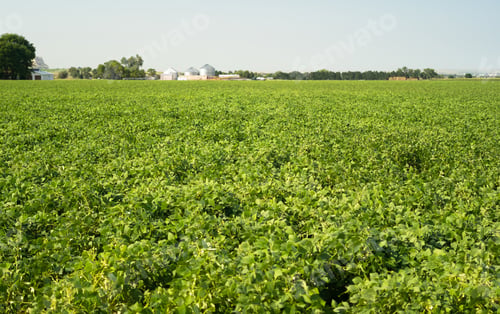 Preview: Field of Beans Farm Agriculture Farmer Field Growth