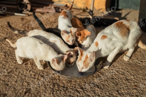 Preview: Adorable cat eating food on bowl near shabby wall outdoors