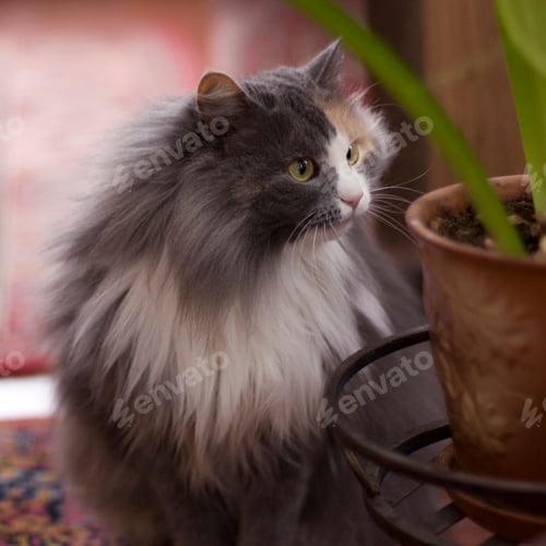 Preview: Gray cat