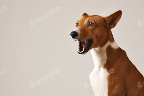 Preview: Cute basenji dog