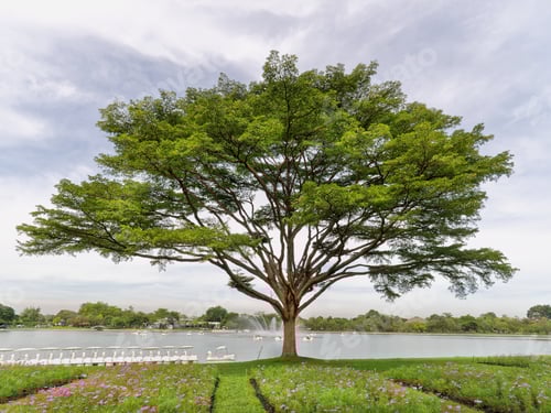 Preview: Large Tree with Branches by the Lake